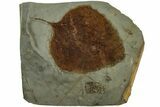 Fossil Leaf (Zizyphoides) - Montana #215533-1